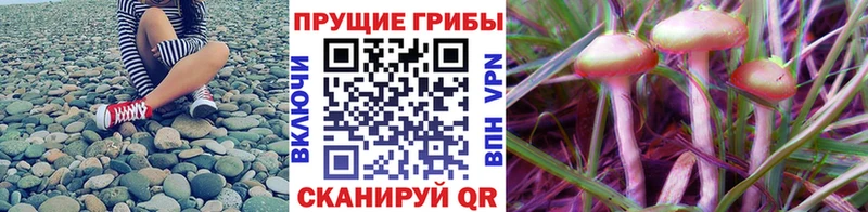 купить наркотик  Светлогорск  блэк спрут tor  Галлюциногенные грибы MAGIC MUSHROOMS 